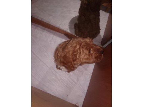 Toy poodle köpeği