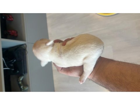 Anatomi harikası egzotik french bulldog
