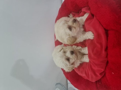 Çok büyümeyen minyatür maltipoo minnaklarım