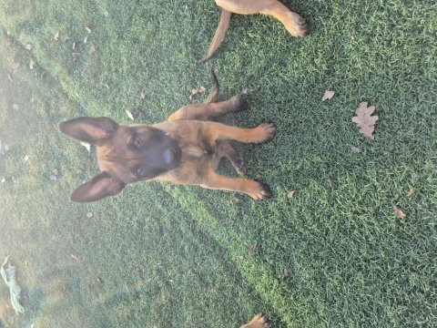 Şampiyon kan hattından geleceğin çalışma köpekleri