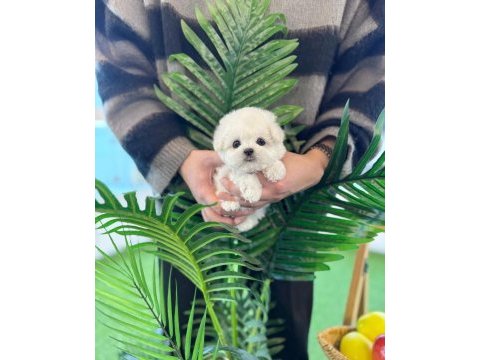 Anne altı maltese terrier yavrularımız