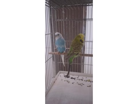 Jumbo takımlar kuşlar