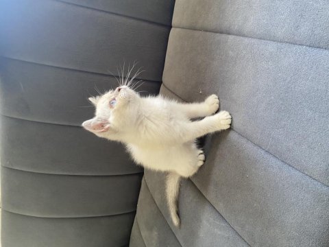Point dişi bebek british shorthair