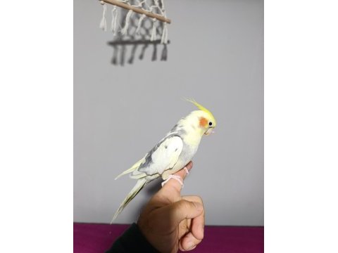 Konuşan sultan papağanımız