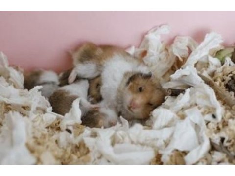 Ücretsiz suriye hamster yavruları