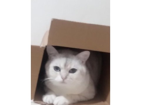 British shorthair 2 yaşında