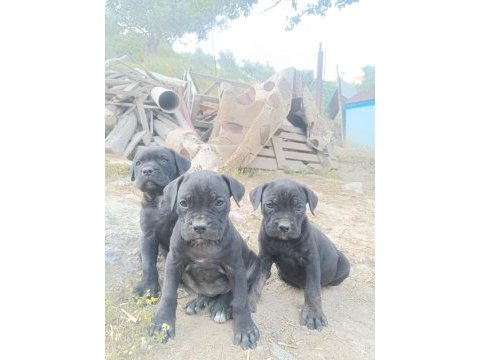 Cane corso bebekleri