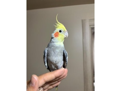 2 buçuk yaşında garanti bakıcı grey takım sultan