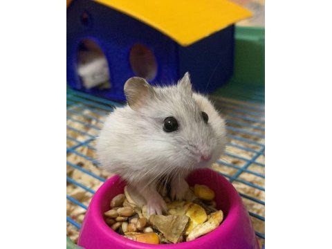 Hamster-gonzales yavrularımız heryere gönderim