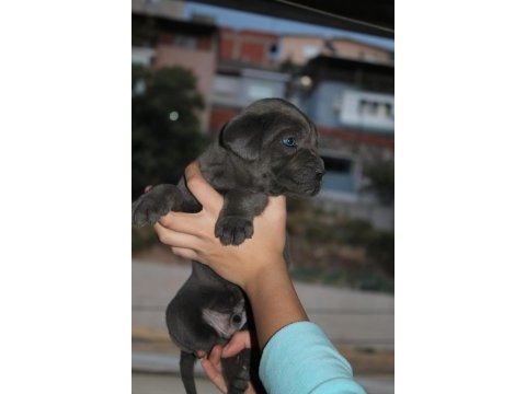 Mükemmel kalite blue&lilac cane corso yavruları