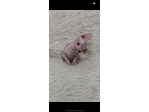 Naked beauty sphynx cattery