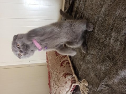 Scottish fold kedimiz