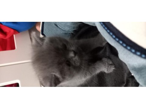 Rezerve ye açık yavrular british shorthair