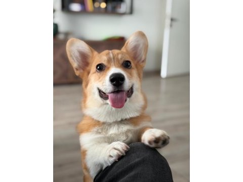 Fci secereli corgi yavruları