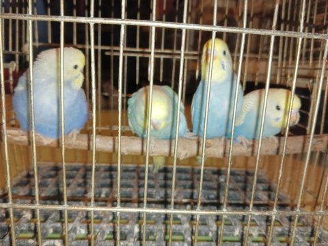 Yeni yeme inmis rainbow muhabbet kuşu yavrular