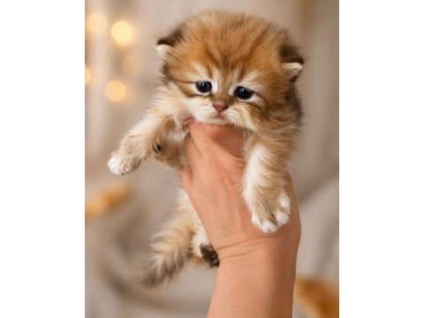 Dünyalar tatlısı gold british longhair yavrularımız 