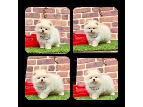 Pomeranian boo 2.5 aylık