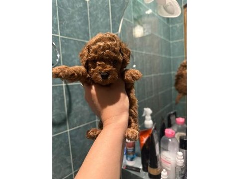 Poodle köpekler