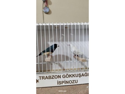 Gökkuşağı ispinozu (gouldian finch)