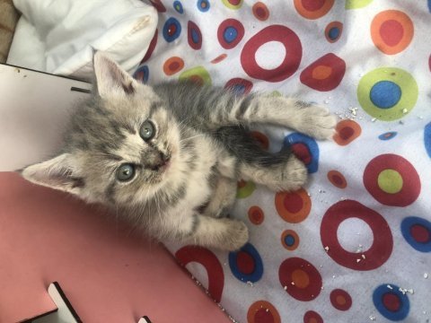 3.5 aylık kedimiz yeni yuvasını arıyoruz