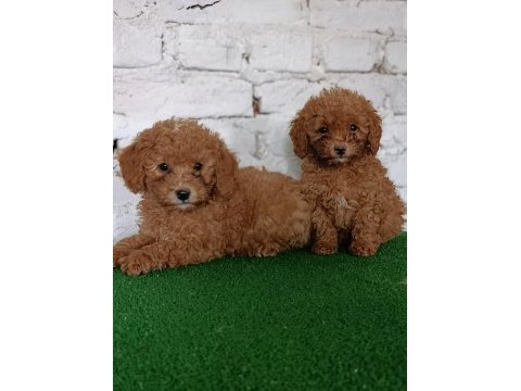 Toy poodle yavrularımız