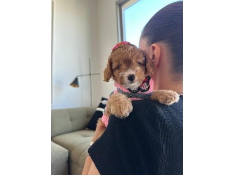 Türünün en güzeli maltipoo