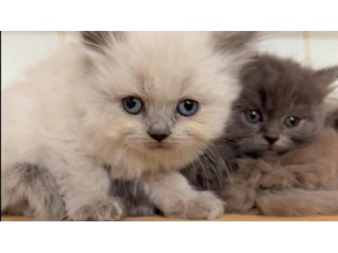 British longhair safkan yavrularımız