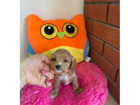 Maltipoo orijinal yavrularım