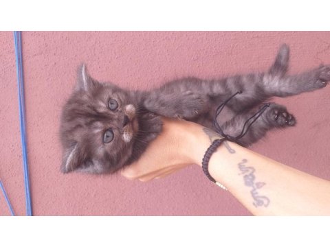 British shorthair
