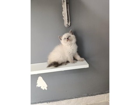 British shorthair blue point