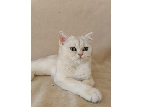 British shorthair sahibinden sağlıklı (kız)