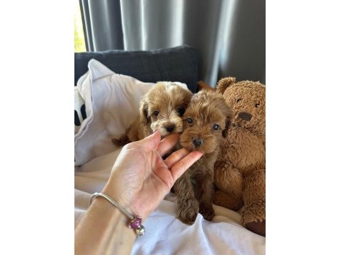 Maltipoo yavruları