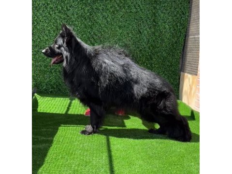 Full black & black tan showline alman kurdu puppy