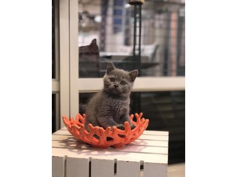 Blue brıtısh shorthair yavrularım 