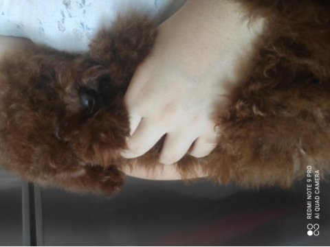 Kızıl kore erkek poodle