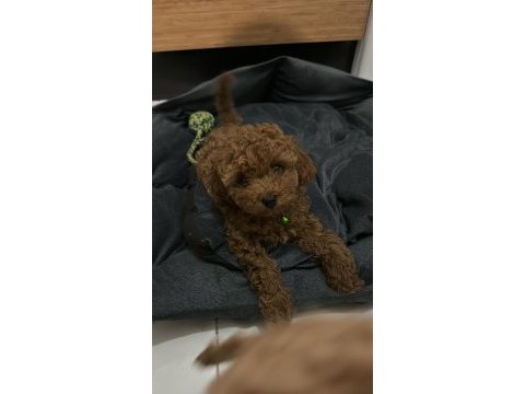 Orjinal kore minyatür toy poodle yavruları