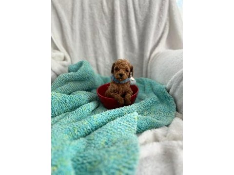 Müthiş kore poodle yavruları