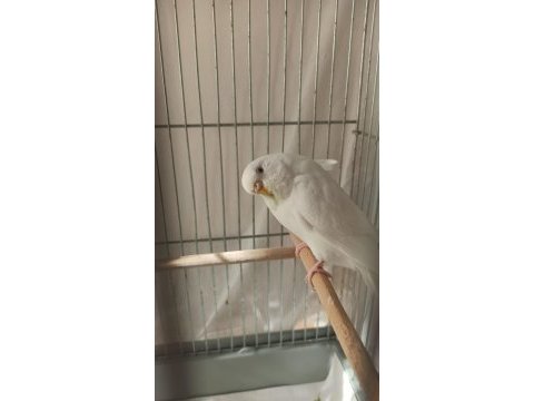 2 yaşında muhabbet kuşumuz inci