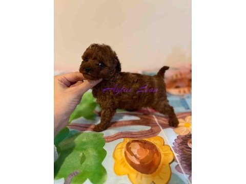 Tıny boy kore poodle dişi