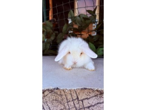 Safkan hollanda teddy lop tavşanları