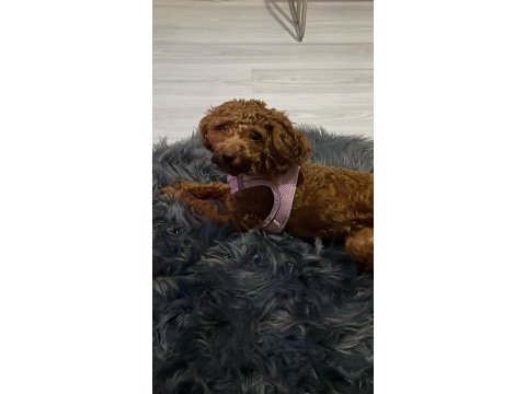11 aylık dişi poodle