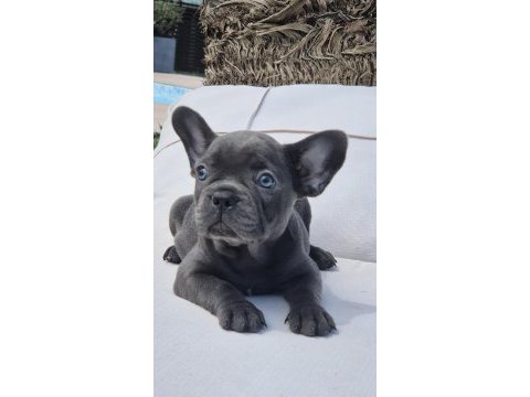 Benzersiz güzellikte french bulldog yavruları