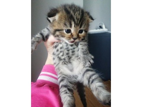 1 aylık british shorthair yavrular için yeni yuva arıyoruz