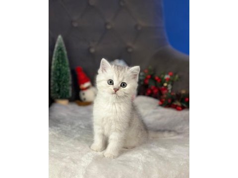 Teddy bear british shorthair