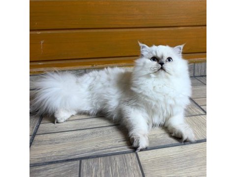 Güzel british longhair prenses kızımız