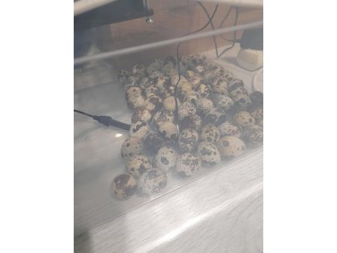 Kuluçkalık japon/yerli bıldırcın yumurtası