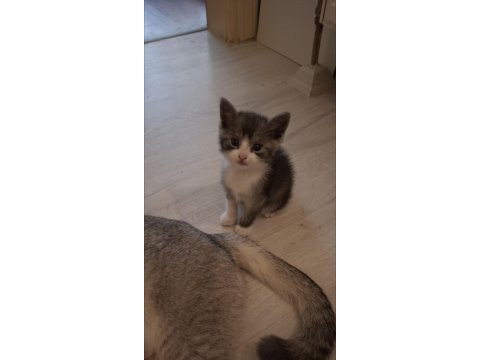 Sevimli scottish fold yavrusu