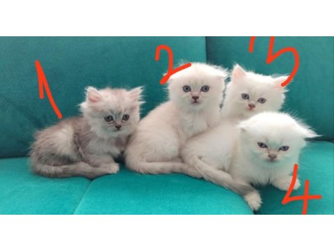 Minnoslar ev arıyor scottish fold