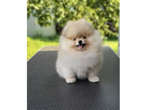 Mükemmel ayı surat boo pomeranian