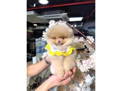 Light chocolate pomeranian boo 3 aylık